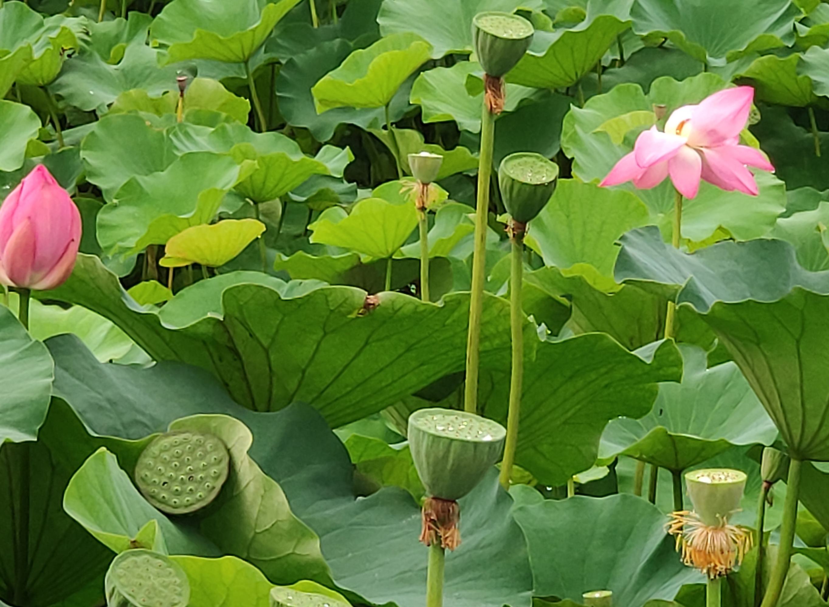 莲蓬状伤口图片