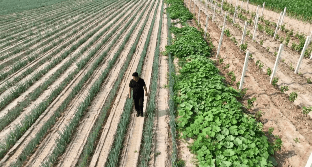 北京最大的“菜地”在哪里？