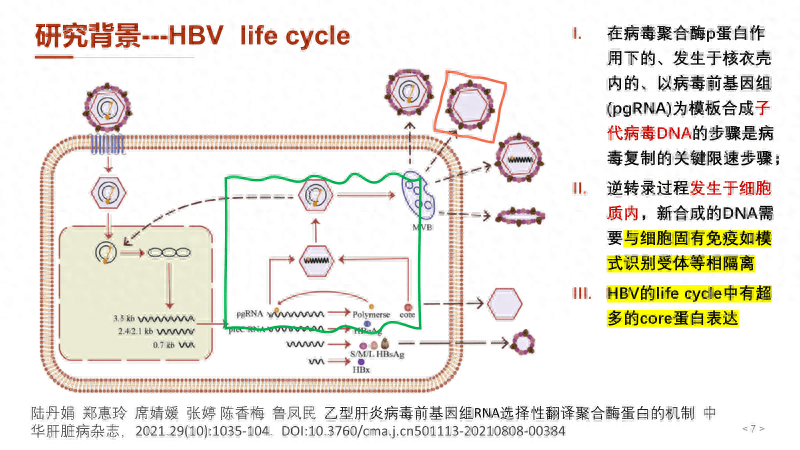 认识HBV DNA复制过程中的精细调控