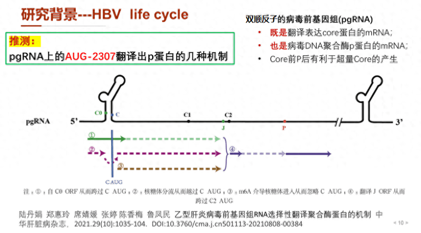 认识HBV DNA复制过程中的精细调控