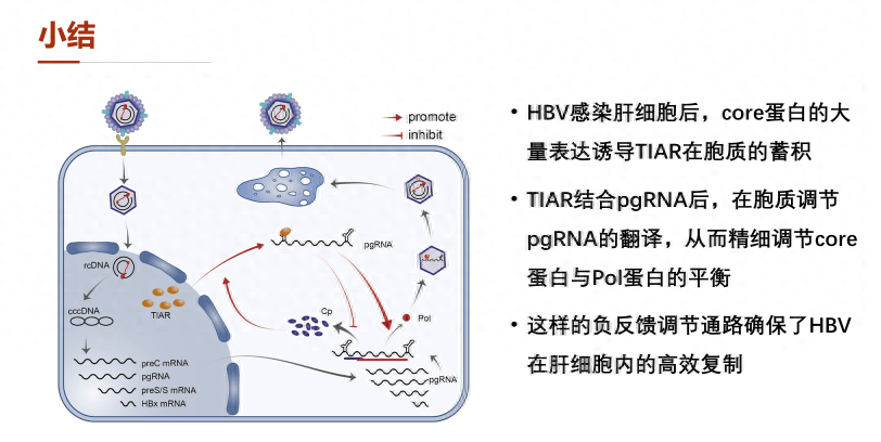 认识HBV DNA复制过程中的精细调控