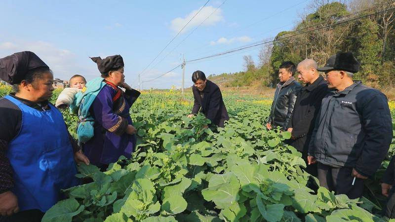 三都：农技人员护航春耕