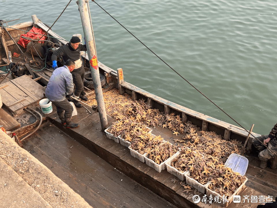 胶州湾再现“海星派对”！红岛码头海星大量上岸，可惜目前较瘦