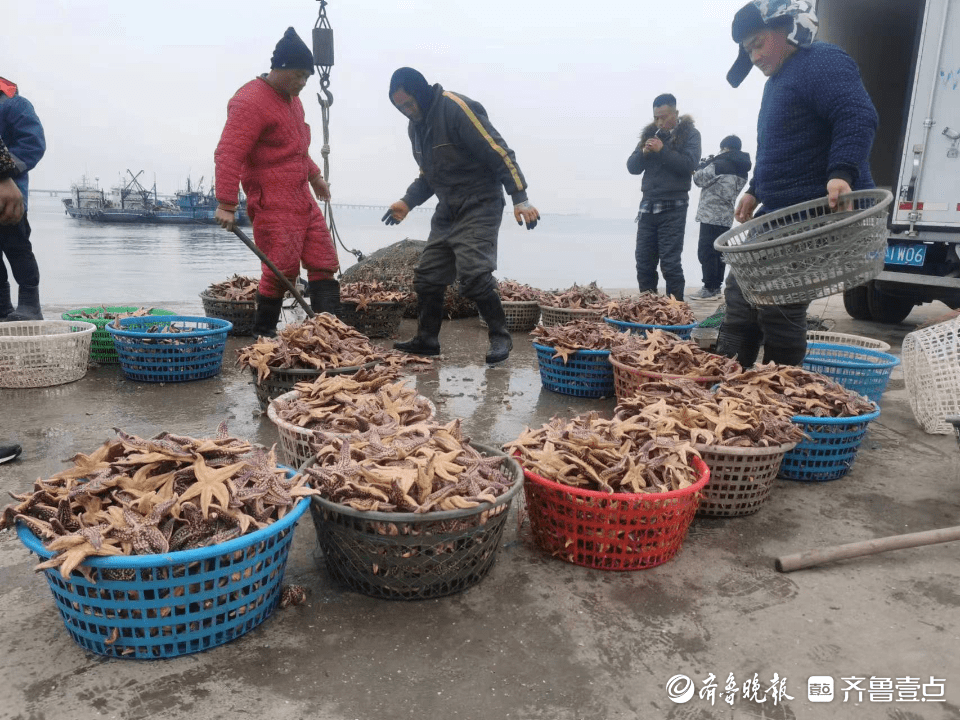 胶州湾再现“海星派对”！红岛码头海星大量上岸，可惜目前较瘦