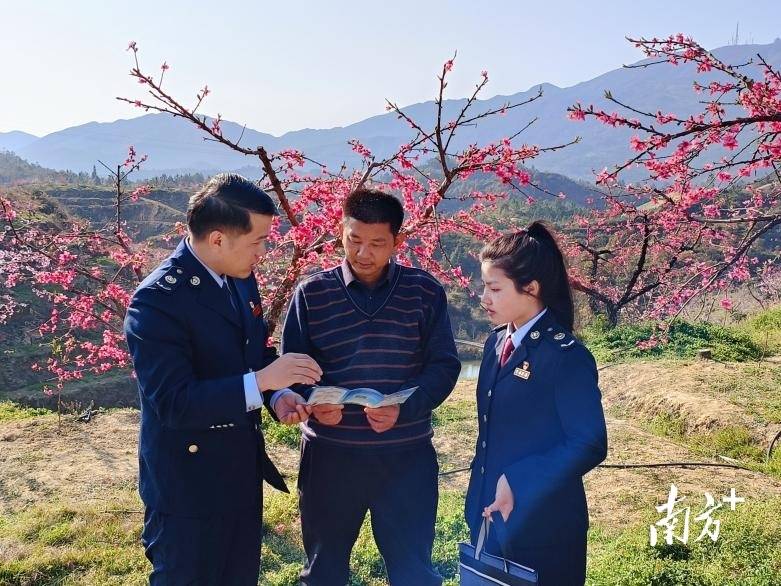 梅州丰顺：税惠春风如约至 桃花盛开香满园