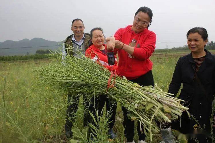 象州2.87万亩油菜丰收在望