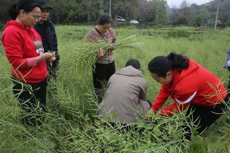 象州2.87万亩油菜丰收在望