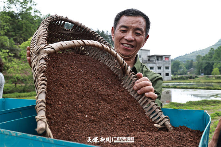 凤冈王寨：水稻机械化育秧忙