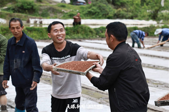 凤冈王寨：水稻机械化育秧忙