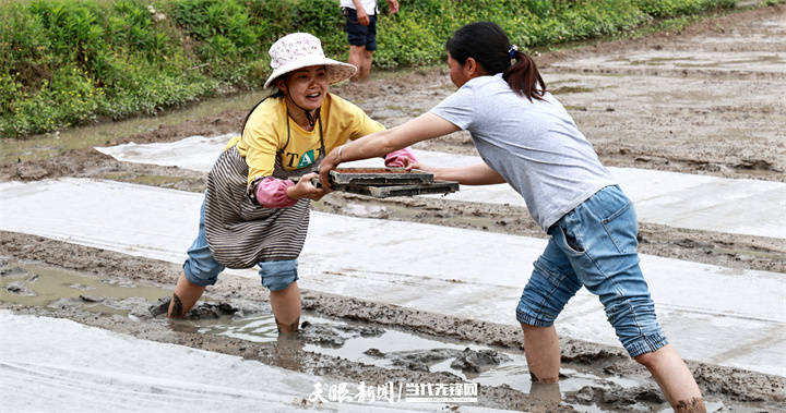 凤冈王寨：水稻机械化育秧忙