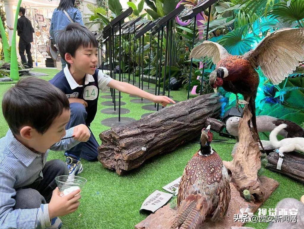 西安开展“法布尔的秘密庭院”自然奇境探秘展