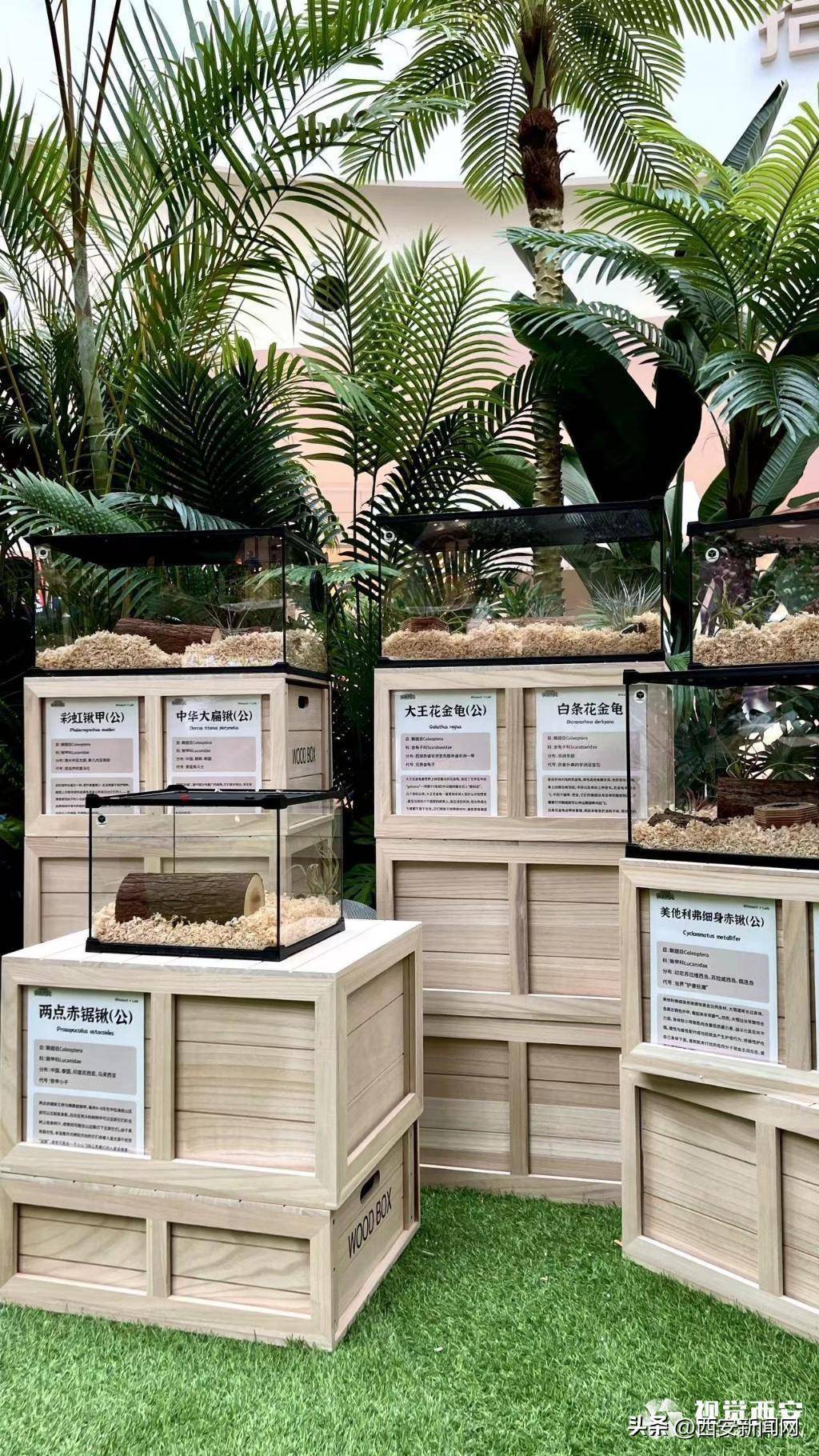 西安开展“法布尔的秘密庭院”自然奇境探秘展