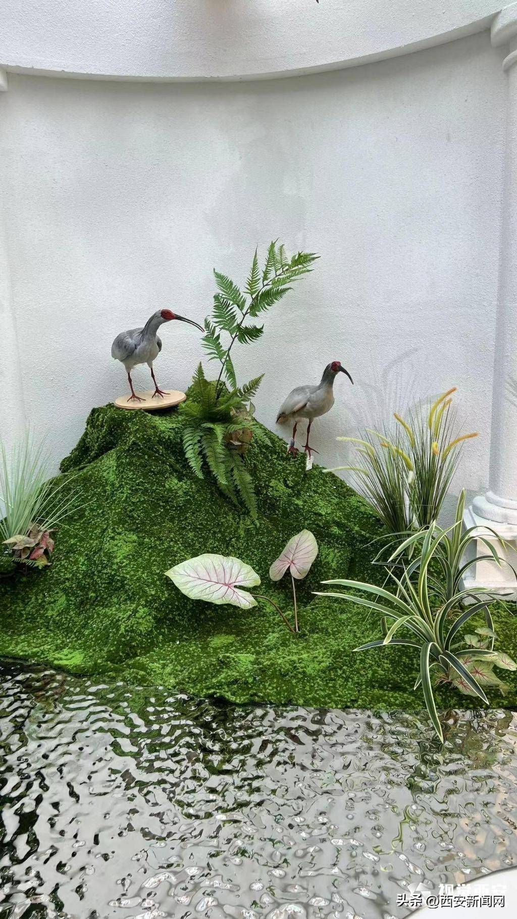 西安开展“法布尔的秘密庭院”自然奇境探秘展