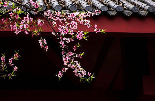 齐鲁壹点：花自开，我自赏，风自来