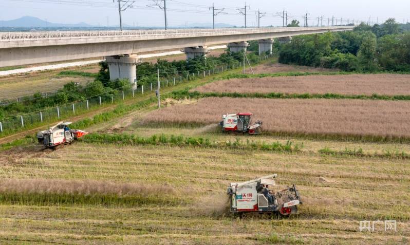 安徽庐江：油菜机收忙