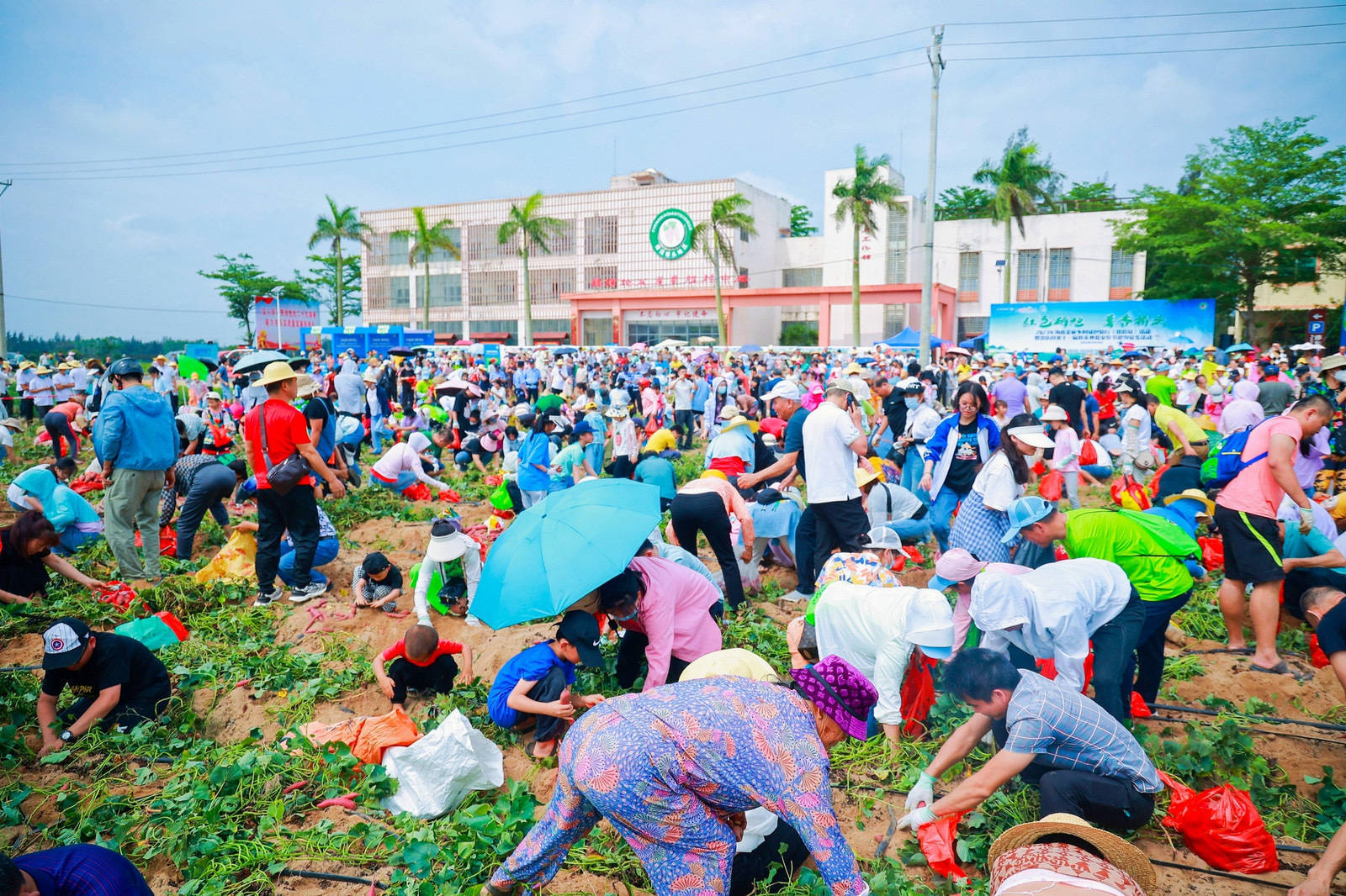 海南省澄迈县举办桥头地瓜文化节活动