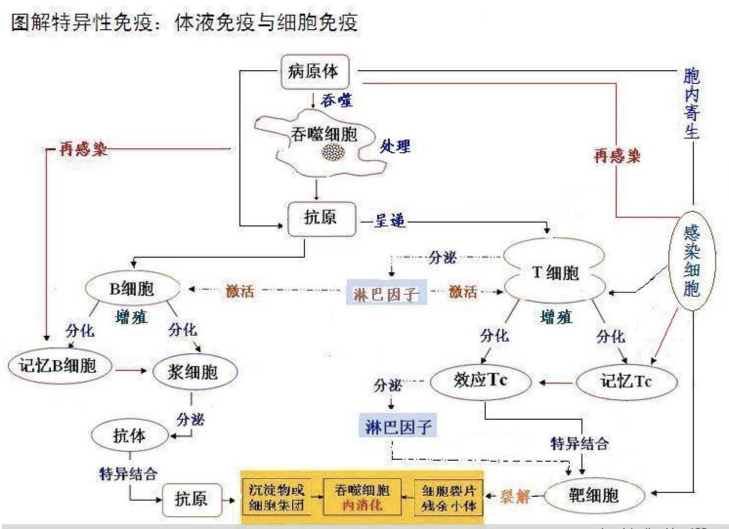 体液免疫和细胞免疫图流程图 体液免疫名词解释