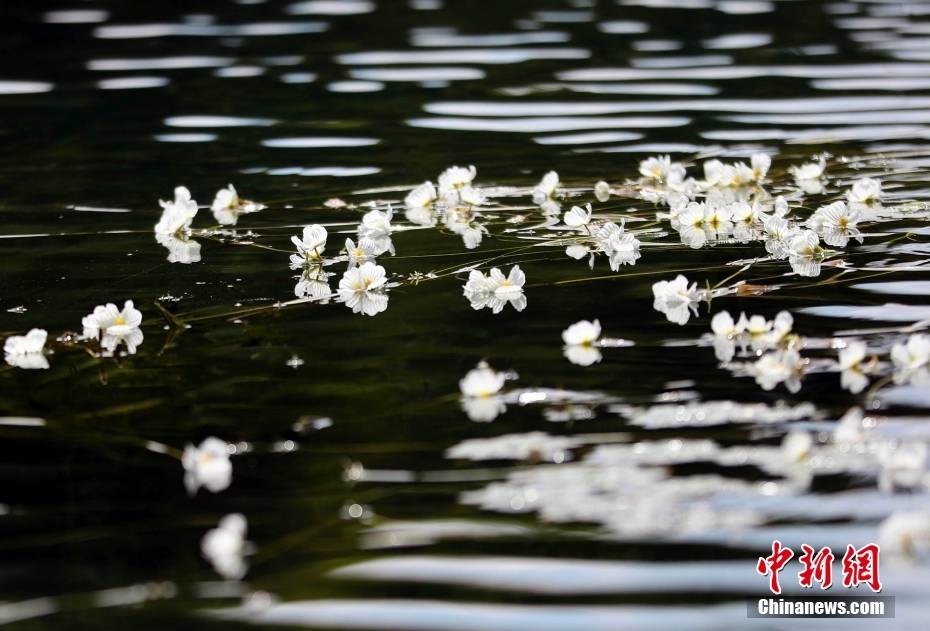 四川盐源泸沽湖 海菜花盛开点缀水面