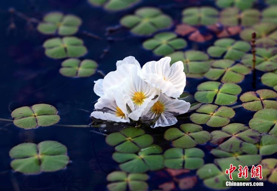 四川盐源泸沽湖 海菜花盛开点缀水面