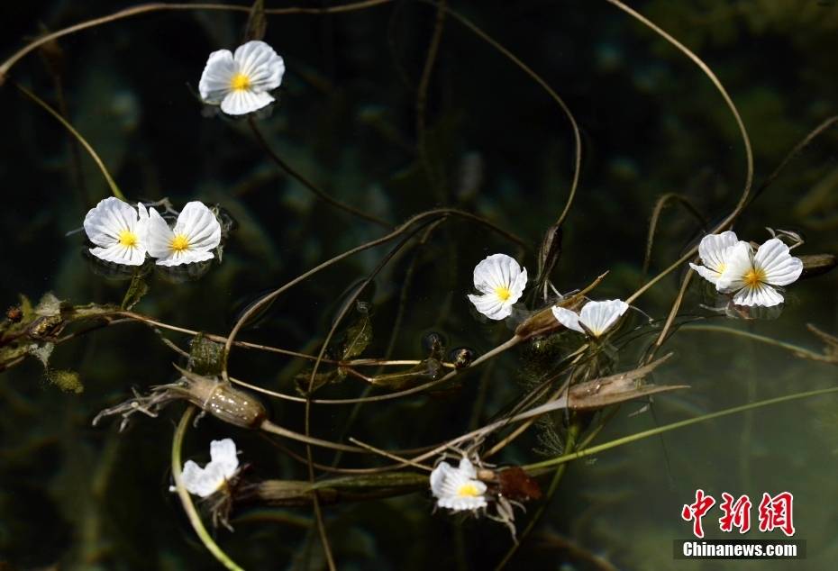 四川盐源泸沽湖 海菜花盛开点缀水面