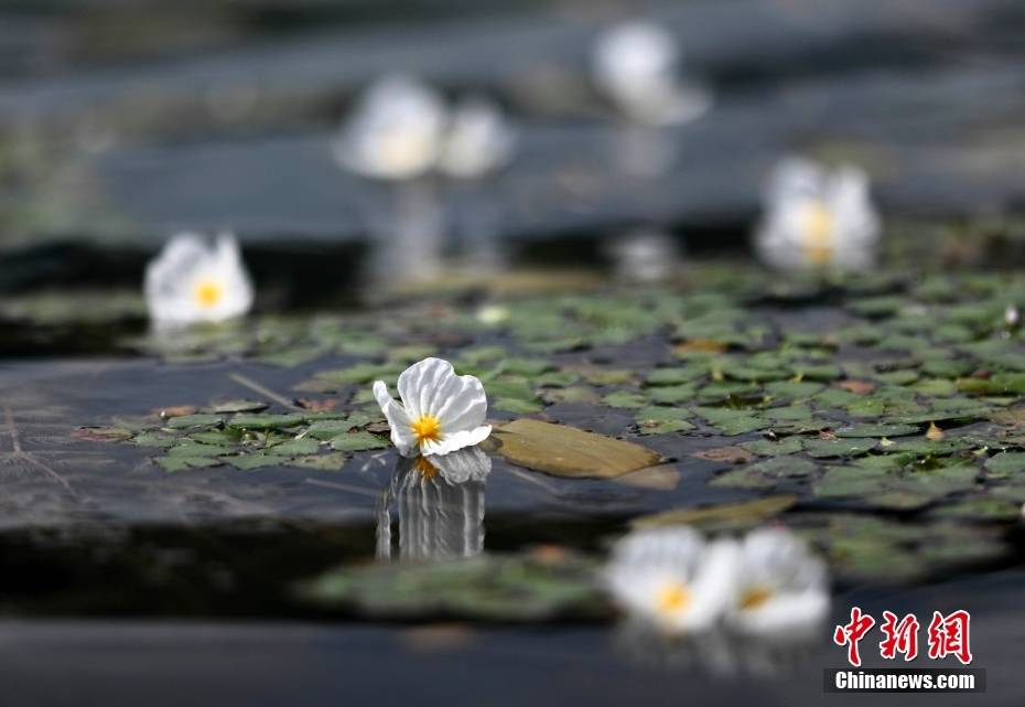 四川盐源泸沽湖 海菜花盛开点缀水面