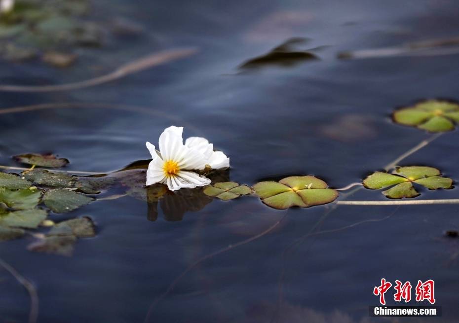 四川盐源泸沽湖 海菜花盛开点缀水面