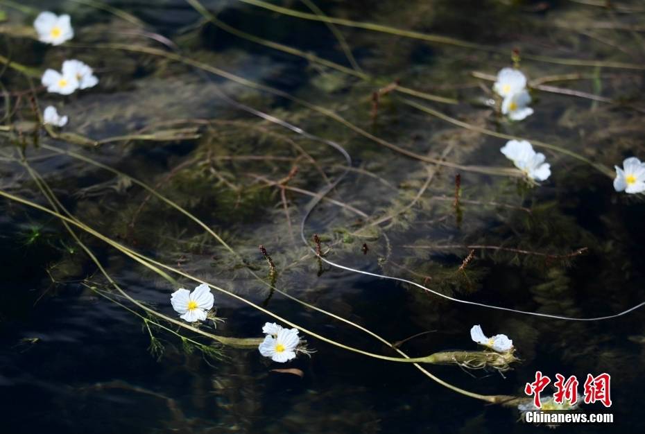 四川盐源泸沽湖 海菜花盛开点缀水面