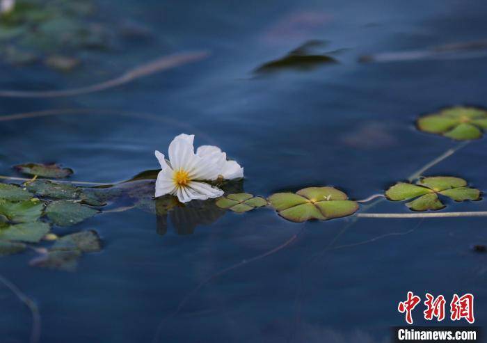 泸沽湖海菜花开 “花浪”点缀波光湖面