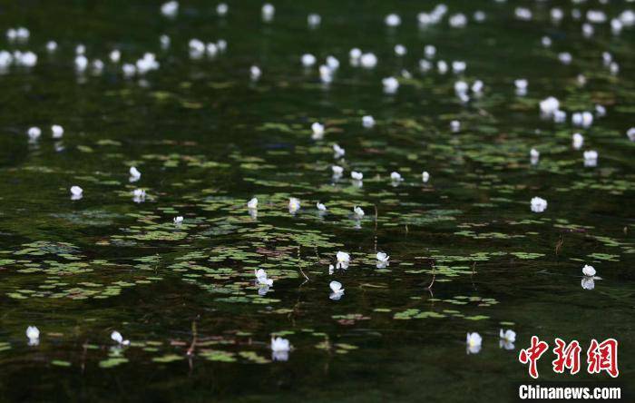 泸沽湖海菜花开 “花浪”点缀波光湖面