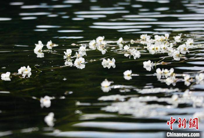 泸沽湖海菜花开 “花浪”点缀波光湖面