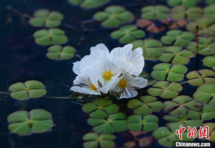 泸沽湖海菜花开 “花浪”点缀波光湖面