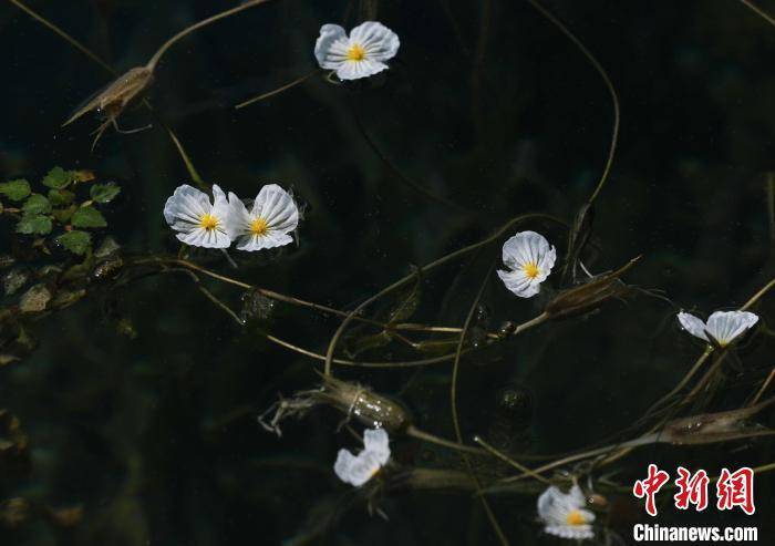 泸沽湖海菜花开 “花浪”点缀波光湖面