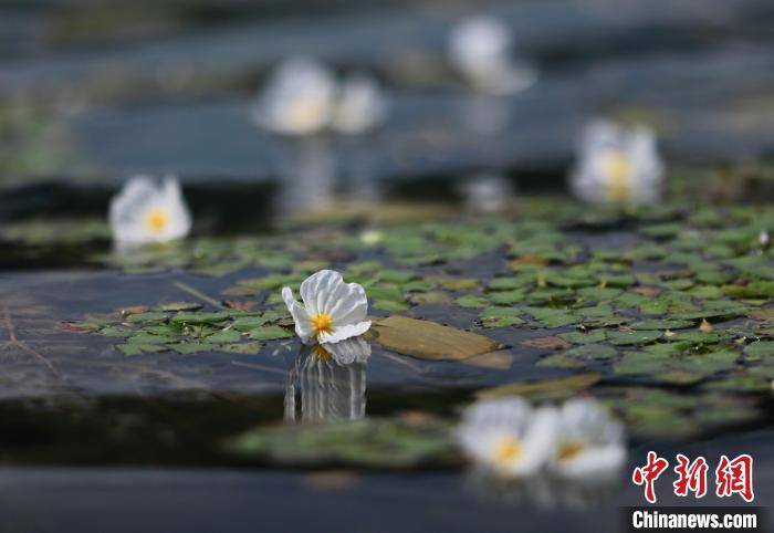 泸沽湖海菜花开 “花浪”点缀波光湖面