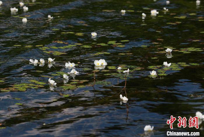 泸沽湖海菜花开 “花浪”点缀波光湖面