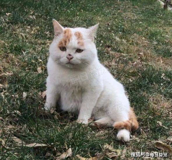 委屈小猫眼巴巴求撸，靠卖惨榜上京城富婆，妥妥的“绿茶婊”