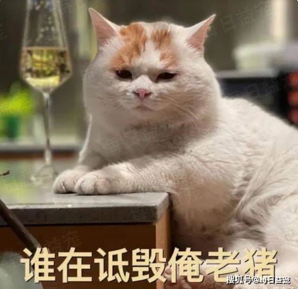 委屈小猫眼巴巴求撸，靠卖惨榜上京城富婆，妥妥的“绿茶婊”