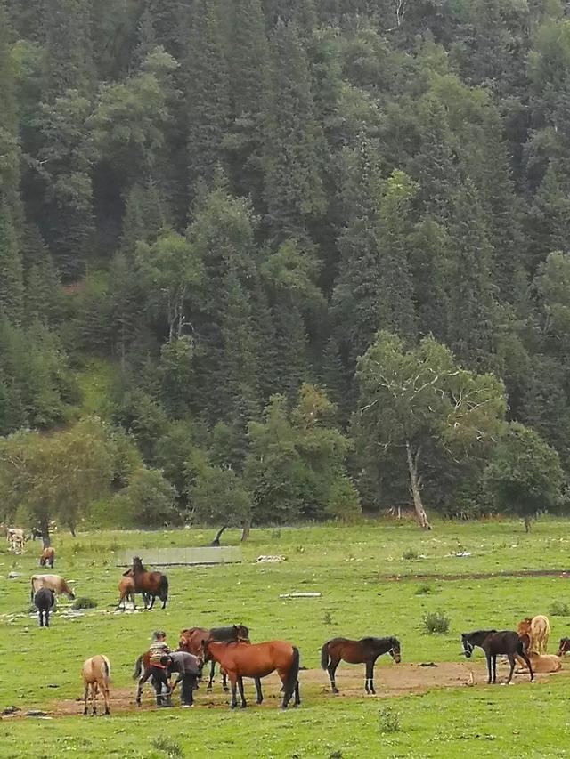 孔府孔庙孔林游玩顺序 山东旅游顺序