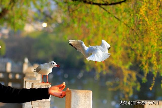 云南旅游几月份最佳时间 12月份到云南旅游合适吗？适合去云南哪里