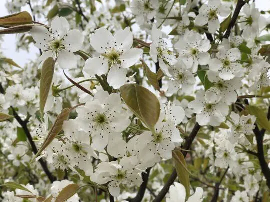 4月份禾木还有雪吗 梨花几月开得最茂盛