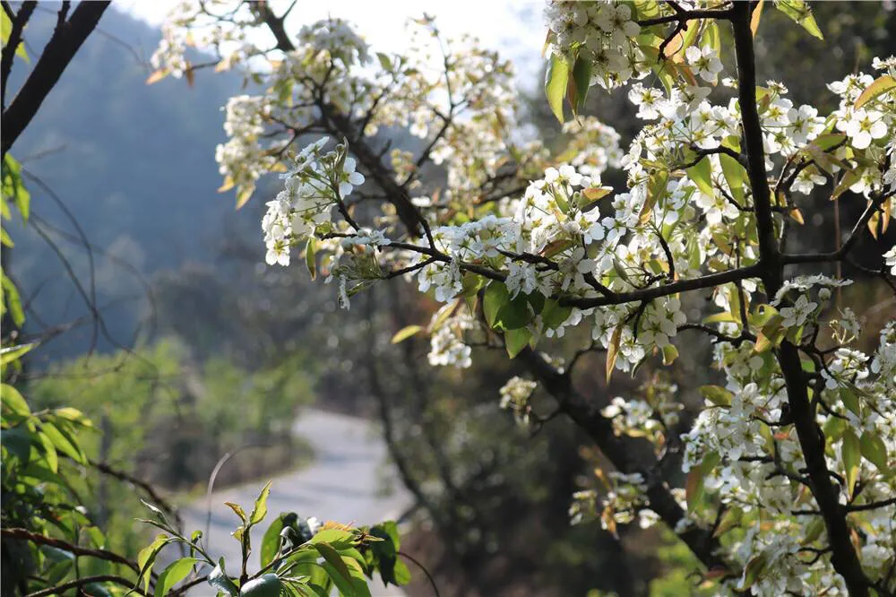 4月份禾木还有雪吗 梨花几月开得最茂盛