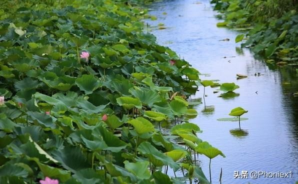 池上意思全解释 古诗池上的意思