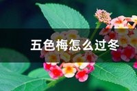 四弄的琴曲是 五瓣梅冬天怎么过冬