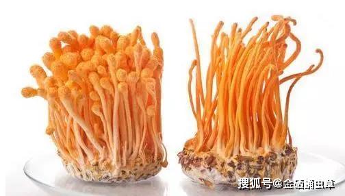 蛹虫草图片_蛹虫草的功效与作用_蛹虫草