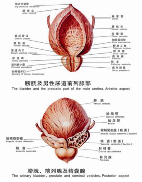 男性健康科普知识