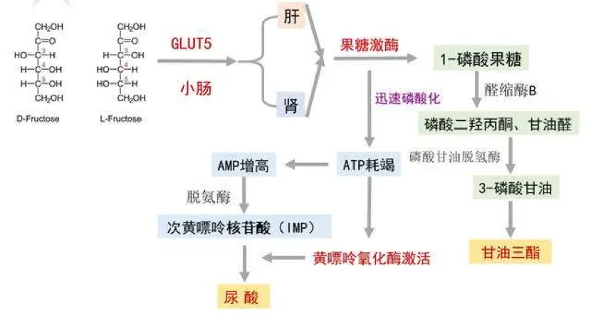 慢性并发症有哪些症状_慢性疾病并发症_慢性并发症