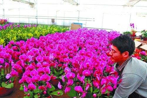 花卉市场 盆栽 批发市场附近有哪些 花卉批发一般去哪里呢？