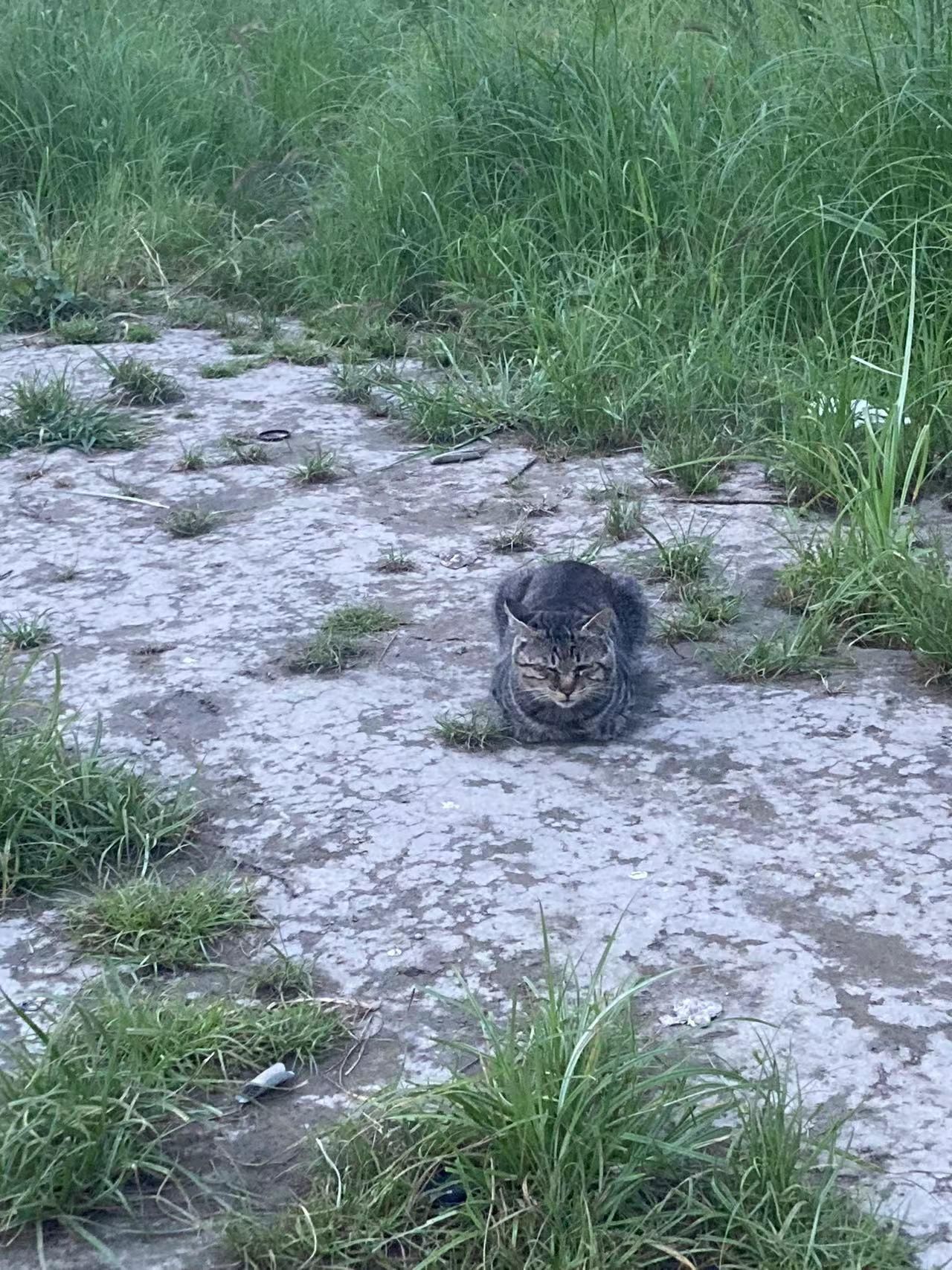 中国特有的狸花猫有多强大？