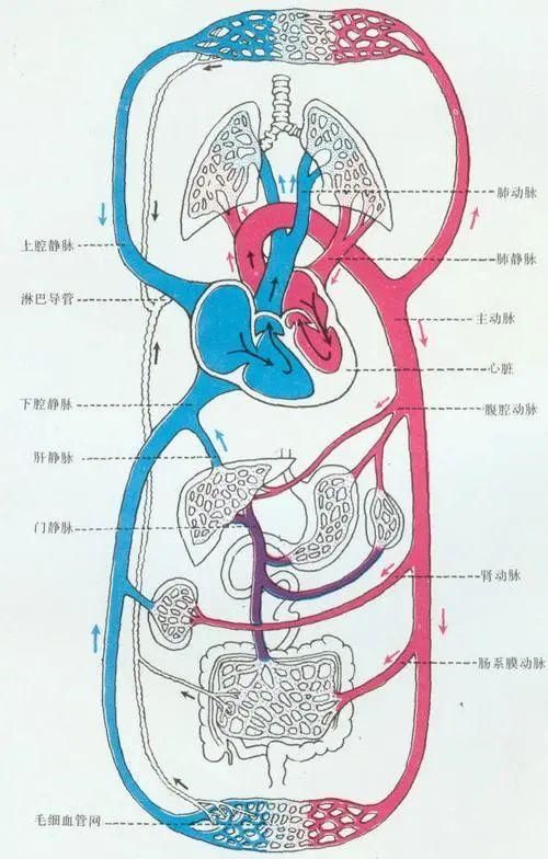 经络实质是什么？