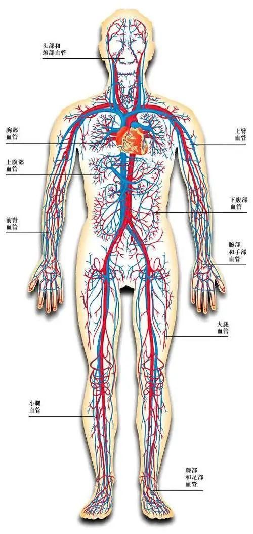 经络实质是什么？